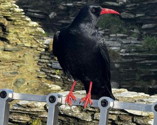 A chough at Tintagel Castle.
