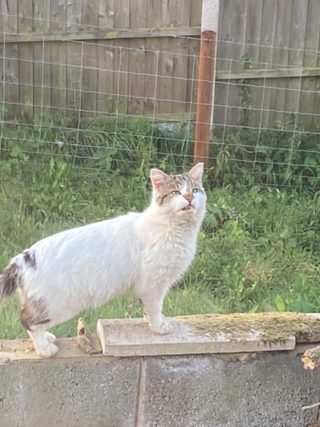 Charlie on the garden wall.