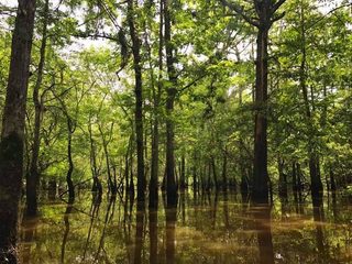 The Honey Island Swamp