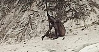 Image from the original 'Wolf-Man' Spotted? section.