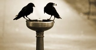 Image from the original Crows are even smarter than we thought. section.